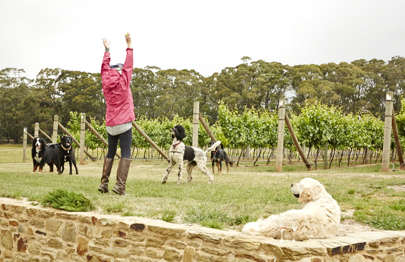 Daylesford Doggy Winery Tour #pawfect