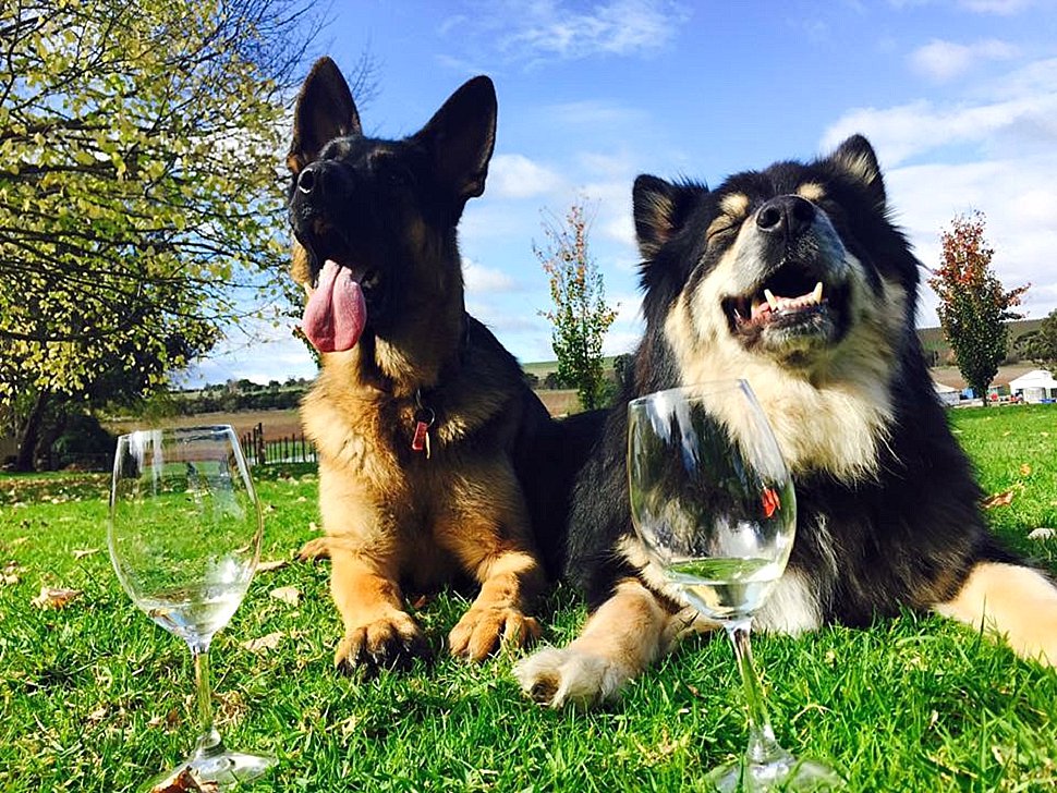 Yarra Valley Doggy Winery Tour #pawfect