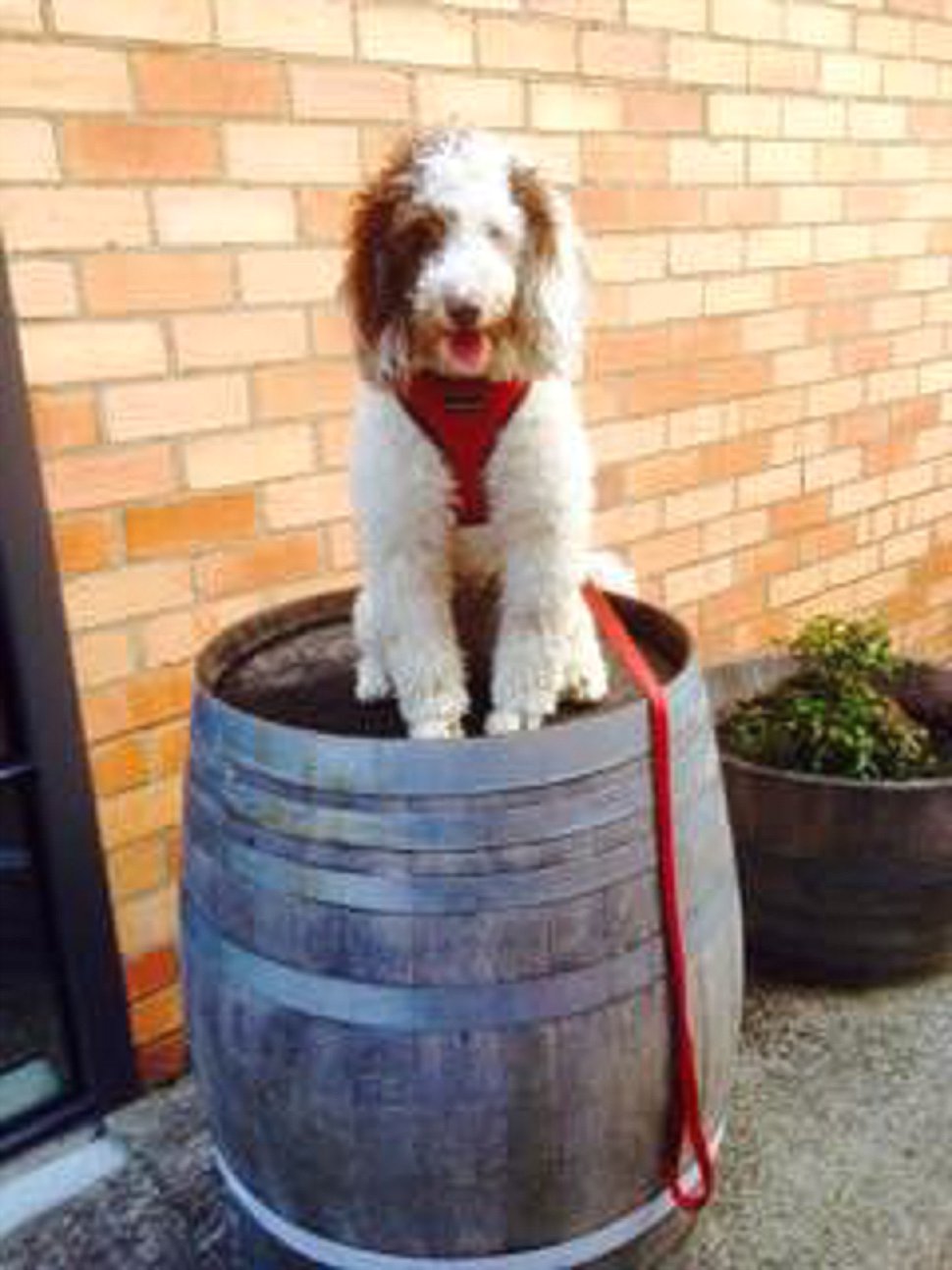 Yarra Valley Doggy Winery Tours #pawfect