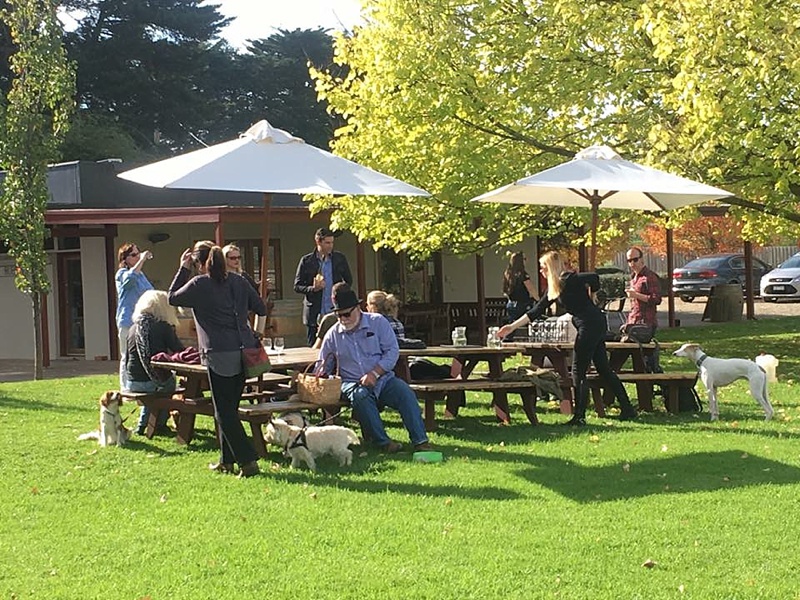 Yarra Valley Doggy Winery Tours
