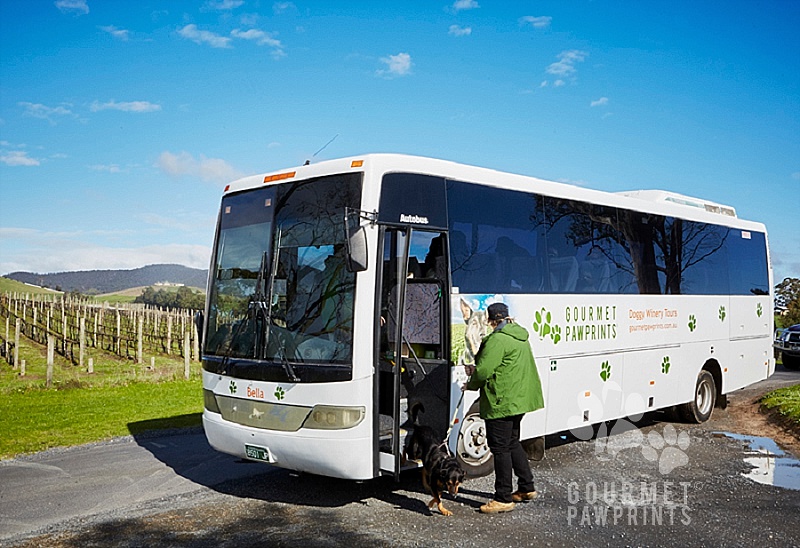 Gourmet Pawprints Doggy Winery Tours - Yarra Valley 24/7/16