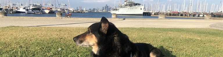 Exploring Williamstown with your dog Gourmet Pawprints