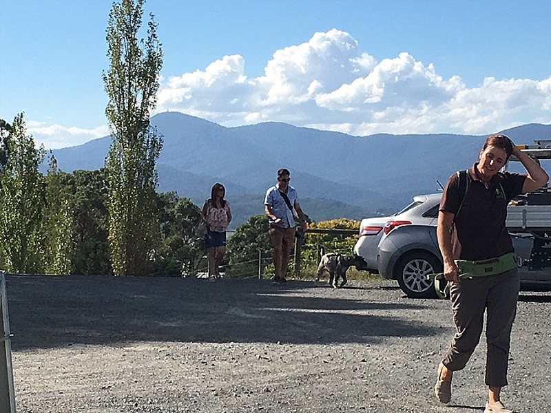 Yarra Valley Doggy Winery Tour Pawfect