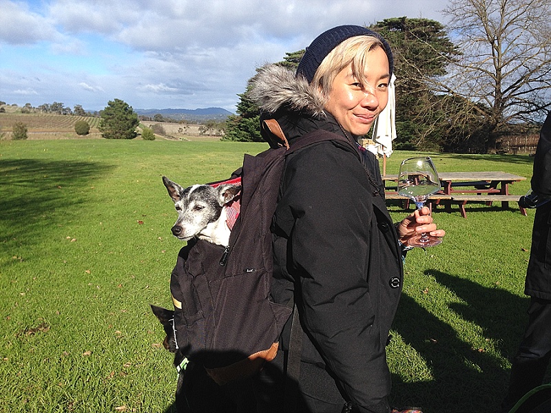Yarra Valley Doggy Winery Tour Gourmet Pawprints Pawfect