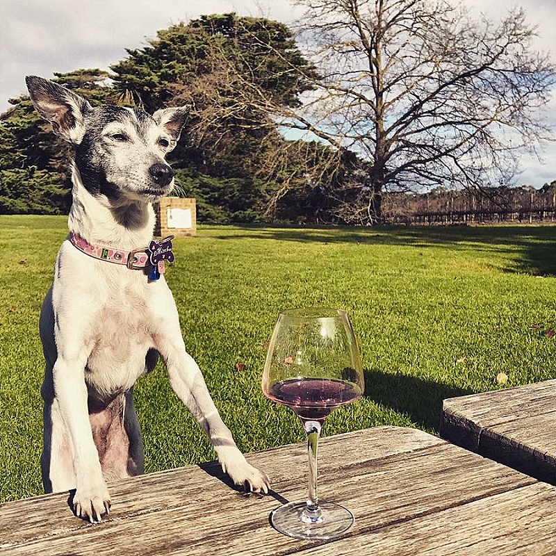 Yarra Valley Doggy Winery Tour Gourmet Pawprints Pawfect