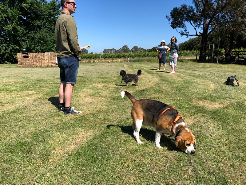 Yarra Trail Doggy Winery Tour