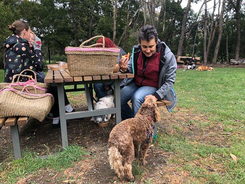 Doggy Picnic Adventures