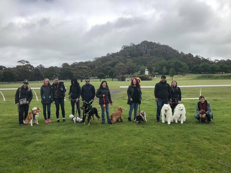 Doggy Picnic Adventures