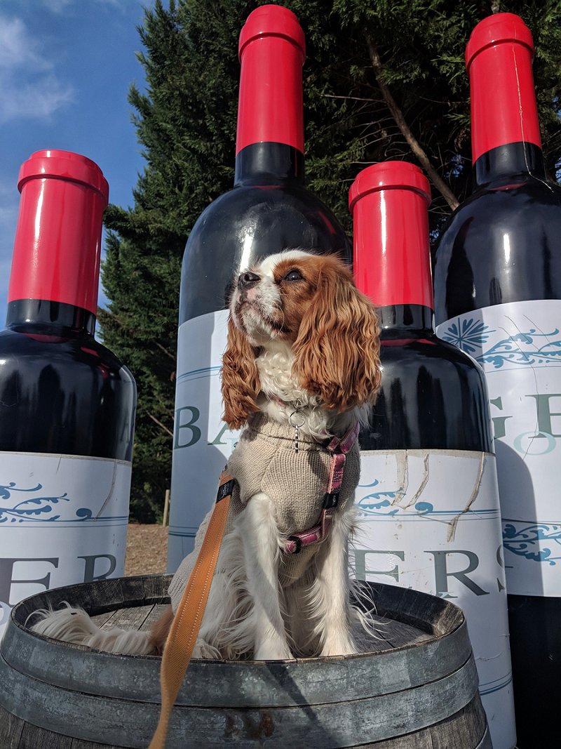 Doggy Winery Tours
