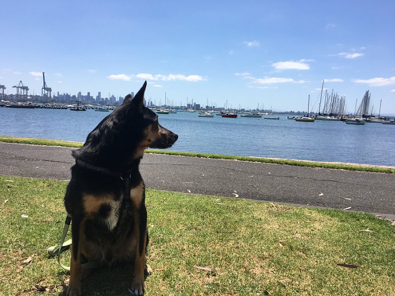 Exploring Williamstown with your dog Gourmet Pawprints