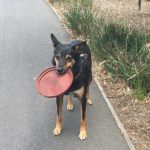 Dog Friendly Melbourne