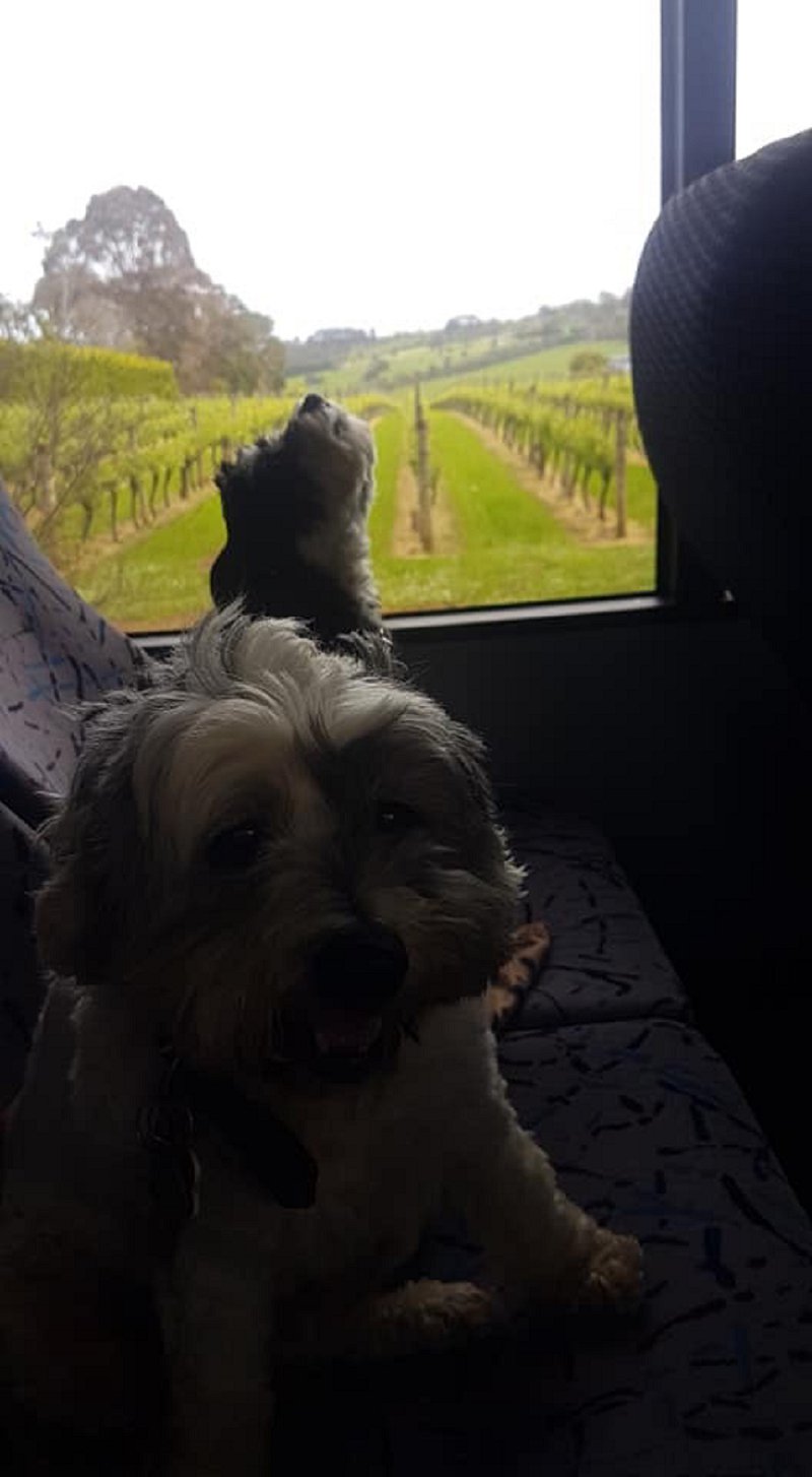 Mornington Trail Doggy Winery Tour