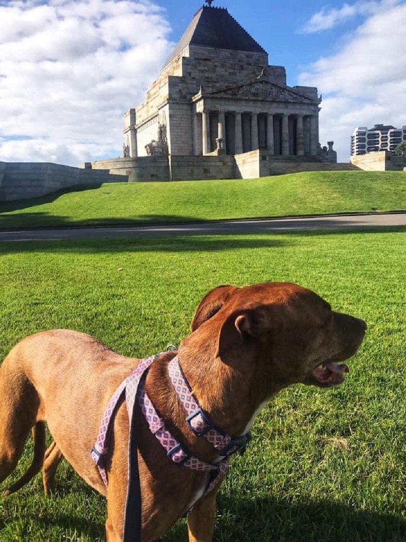 Doggy Urban Explorer
