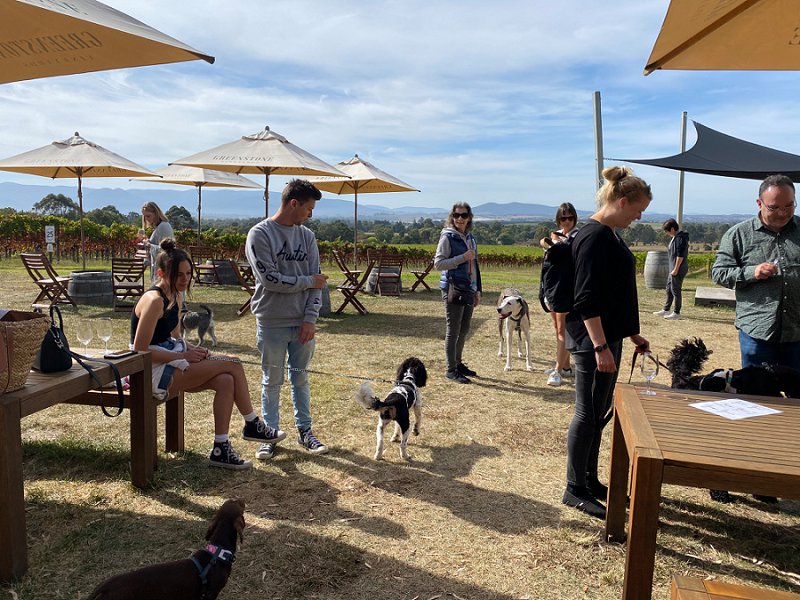 Doggy Winery Tour
