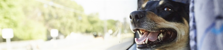 Bella The Dog Welcoming Bus