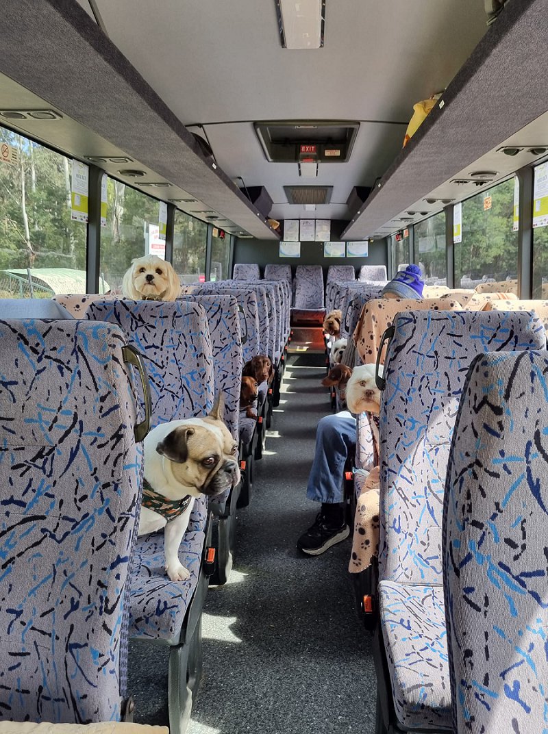 Doggy Picnic Adventure